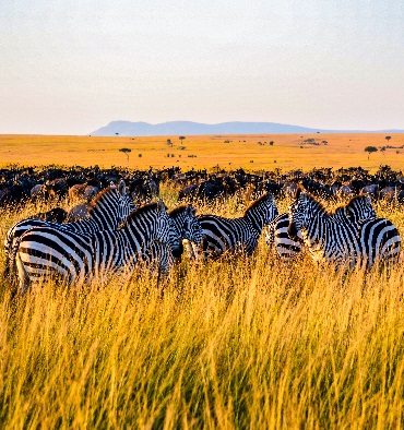 things to consider when visiting the Royal Tours in Tanzania