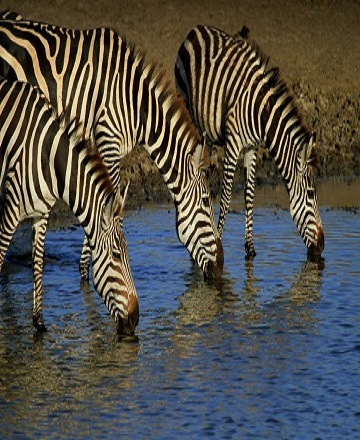 DAY TRIP TANZANIA SAFARI TO LAKE MANYARA NATIONAL PARK