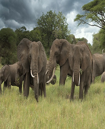 3 days to Tarangire, Lake Manyara and Arusha National Park Tanzania tours
