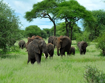 3-Day- to-Tarangire-National-Park-Ngorongoro-Crater-&-Lake-Manyara