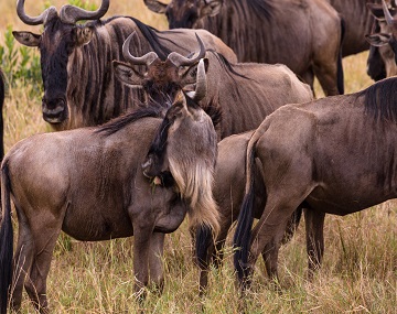 4-days-serengeti-and-ngorongoro