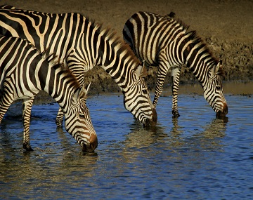 5-days-Serengeti-Wildebeest-Migration-Safari