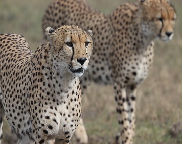 4-days-private-Ndutu-Migration-safari-Calving-season