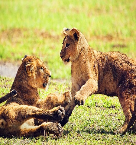 4 days Tanzania safari to Serengeti National park, Lake Manyara National park, Lake Natron National park, Ngorongoro crater