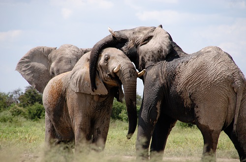 Tarangire day trip tour from Arusha and Moshi Kilimanjaro in 2025, 2026, and 2027
