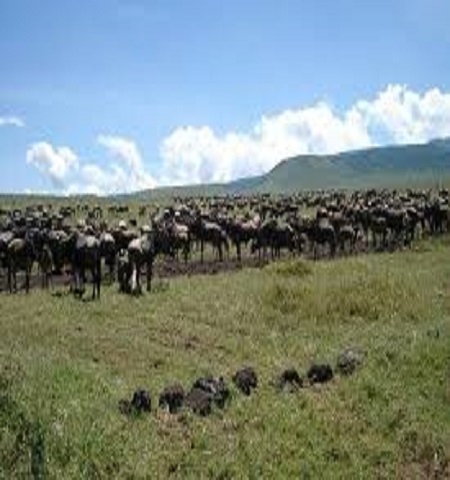 Ngorongoro crater safari for 2 days