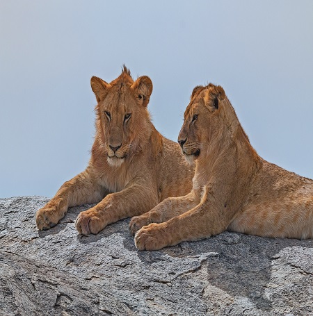 Best luxury Tanzania safari holidays, tours, trips, and vacation packages for 2023, 2024, and 2025
