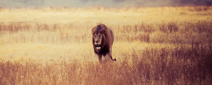 Tanzania safari to Serengeti National park