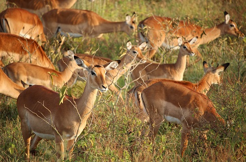 Tarangire day trip tour from Arusha and Moshi Kilimanjaro in 2025, 2026, and 2027