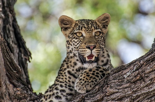 Discover Our Iconic 1-Day Ngorongoro Crater Safari Tour from Moshi | Arusha