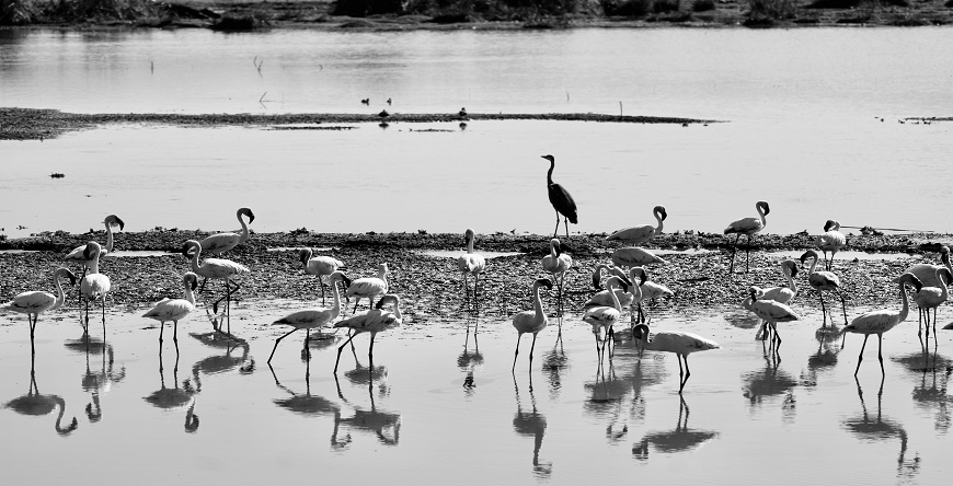 1 day Tanzania Safari to Lake Manyara National Park
