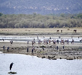 1 day trips safaris to Lake Manyara National Park