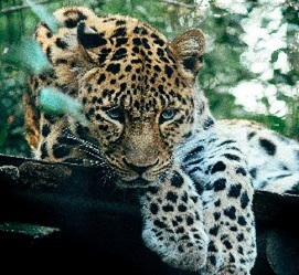 Tanzania day trips to Arusha National Park