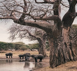 2 days to Tarangire National Park & Ngorongoro crater Tanzania safari