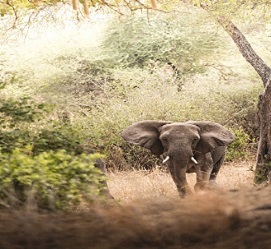 2 Tanzania safari to Lake Manyara National Park & Ngorongoro crater