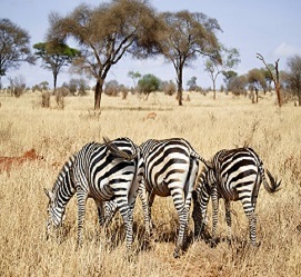 Arusha, Tarangire, and Lake Manyara 3 days safari tours
