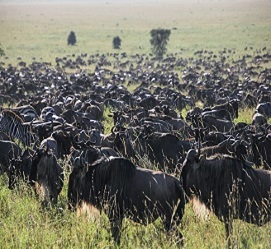 Private Ndutu migration safari calving season 4 days