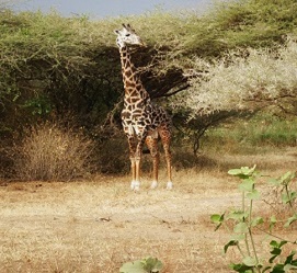 6 days big Migration Safari