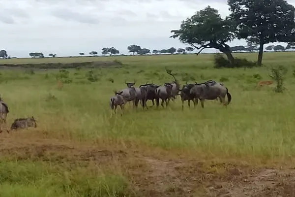 A Wonderful Day in Arusha National Park