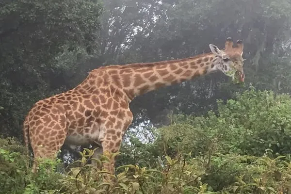 A Wonderful Day in Arusha National Park