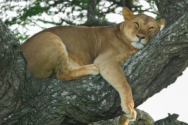 An Amazing 2-Day Safari Experience at Lake Manyara & Ngorongoro Crater