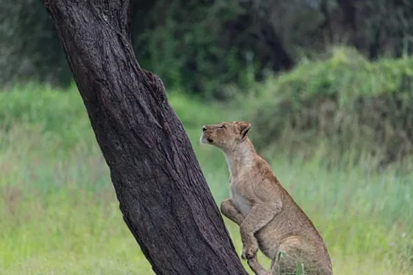 A Wonderful Experience in Lake Manyara National Park