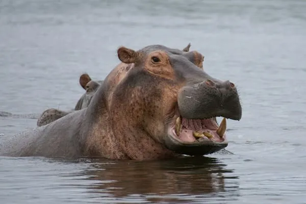 A Fantastic Group Safari from Dodoma to Northern Tanzania