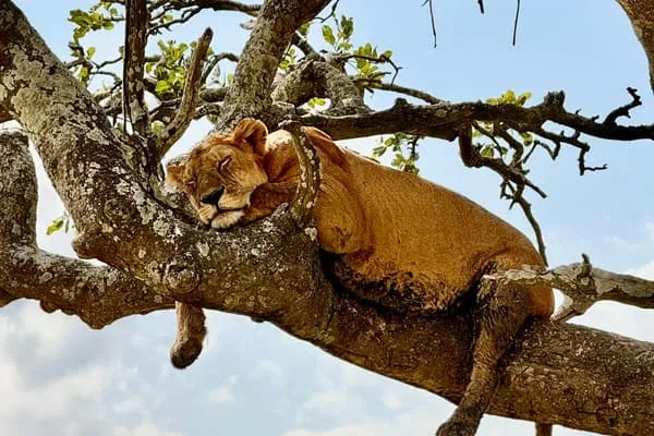 Exciting Tanzania Safari in 8 Days by James Wilson from United Kingdom