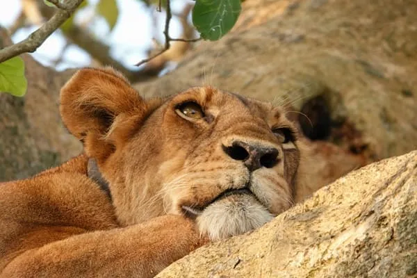 A Fantastic Group Safari from Dodoma to Northern Tanzania