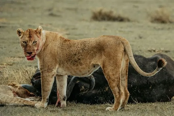 My safari to Serengeti & Ngorongoro Crater by João Silva from Brazil