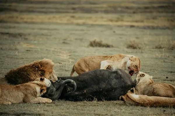 Incredible East Africa: A Journey Beyond Imagination
