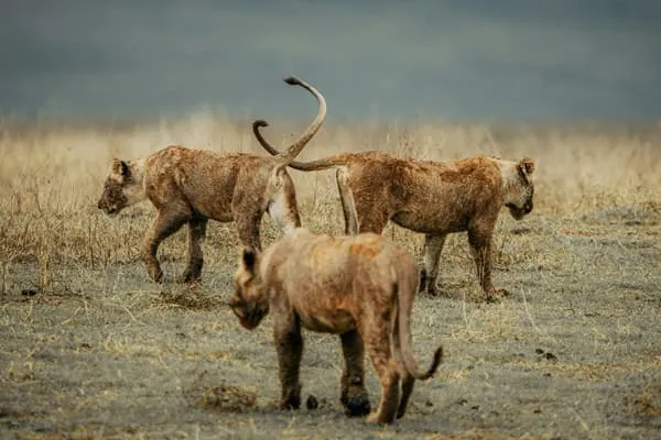 Breathtaking Safari: every day was a surprise!! by Mpumelelo Dube from Zimbabwe