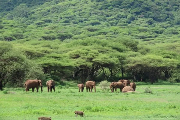 A Fantastic Group Safari from Dodoma to Northern Tanzania