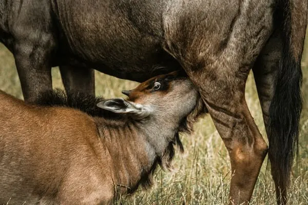An Unforgettable Baloon Safari in Serengeti National Park!