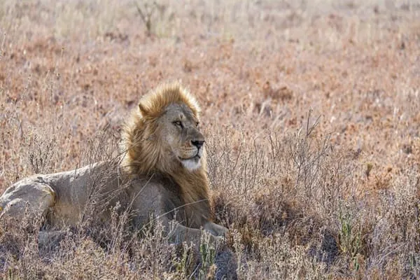 Exciting Tanzania Safari in 8 Days by James Wilson from United Kingdom