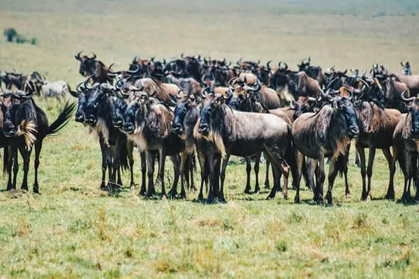 Incredible Serengeti National Park!! by Ellica Maswangwanyi from South Africa