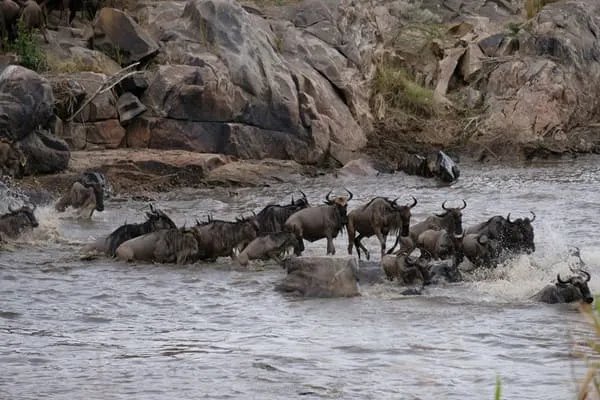 Short & sweet safari in Serengeti National Park by Silva jr from Brazil