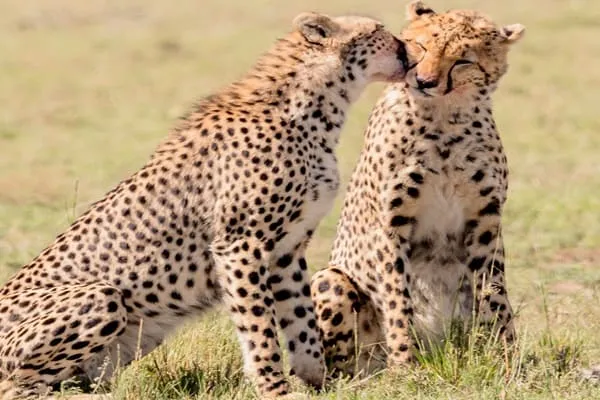 Our Monumental Safari in Tanzania. by Lukas Schneider from Germany