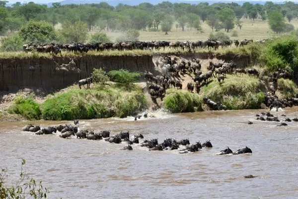 Short & sweet safari in Serengeti National Park by Silva jr from Brazil