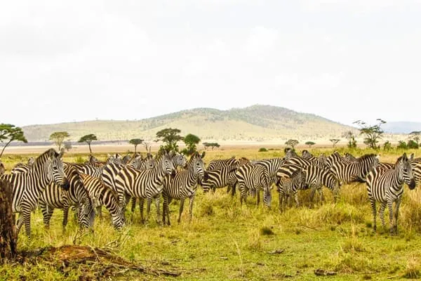 Absolutely Magical: Tanzania exceeded every expectation by Zhao Ming from China