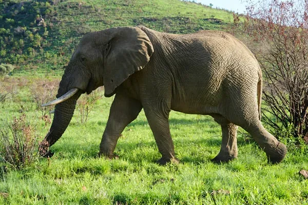 Breathtaking Safari: every day was a surprise!! by Mpumelelo Dube from Zimbabwe