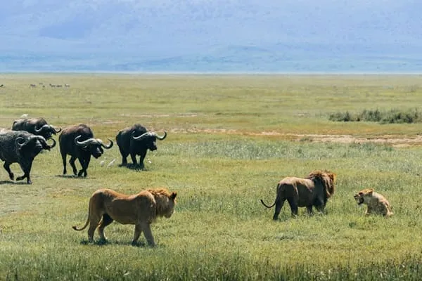 Exciting Tanzania Safari in 8 Days by James Wilson from United Kingdom