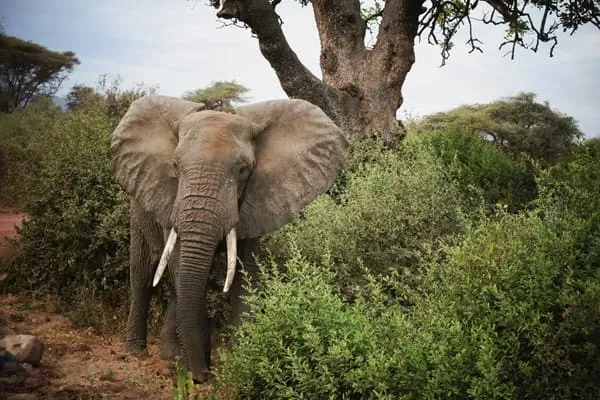 A Wonderful Luxury Safari Experience by Sophia Miller from United States