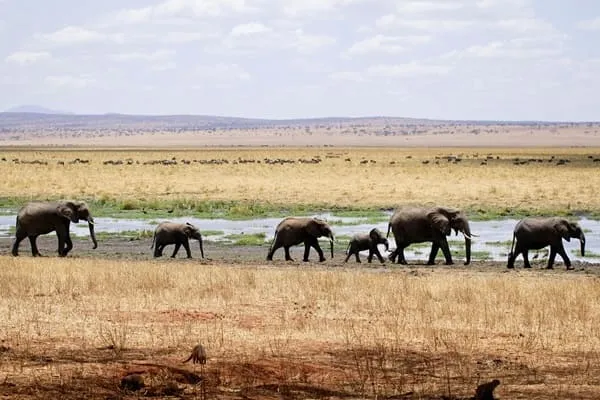 Absolutely Magical: Tanzania exceeded every expectation by Zhao Ming from China