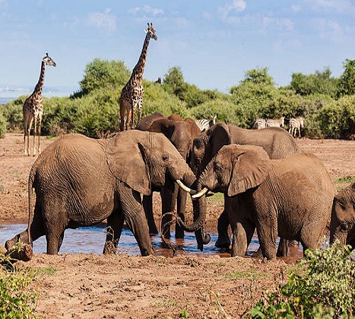 3-Day Serengeti Safari from Arusha/Moshi
