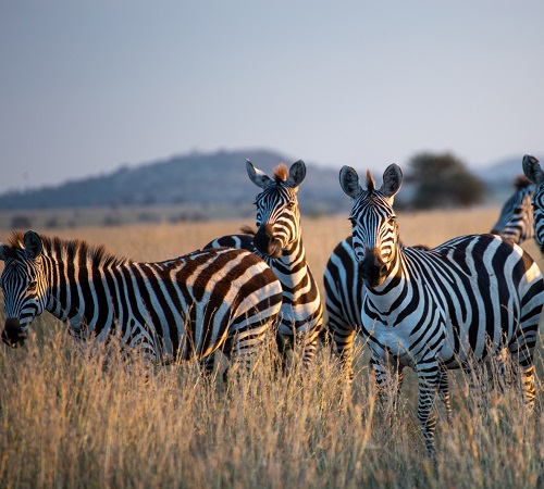 Tanzania safari